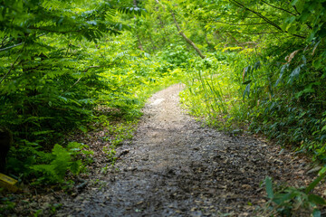 Obraz premium 雨飾山 登山道