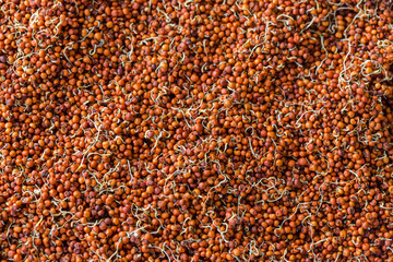 Close up of Finger Millet (Ragi) or kodo or Eleusine coracana Seeds . An ancient cereal crop grown...
