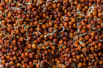 Close up of Finger Millet (Ragi) or kodo or Eleusine coracana Seeds . An ancient cereal crop grown in Africa and Asia.