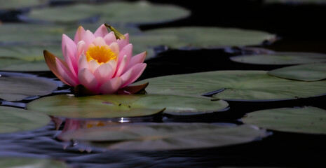 Water Lilies