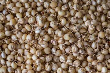 Close up of Sprouted Sorghum (Jowar) or  Egyptian millet Seeds . Sorghum is an ancient cereal grain belonging to the grass family Poaceae.