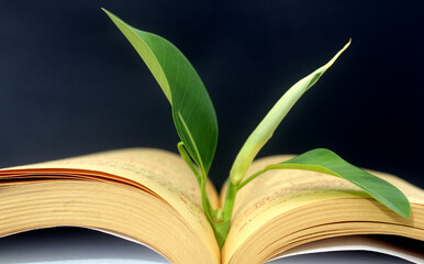open book with leaf
