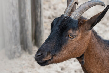Goat. Portrait of a goat on the farm. Beautiful goat posing. Copy space.