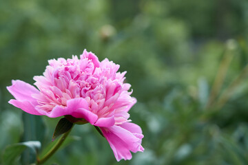 Pink flower peony against the background of green grass.
