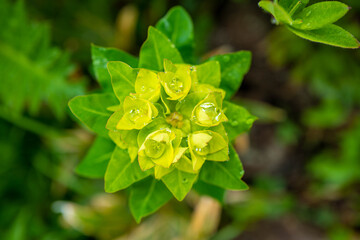 雨飾山に咲くハクサンタイゲキ