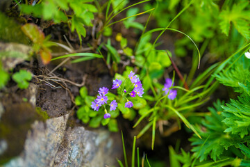 雨飾山に咲くハクサンコザクラ