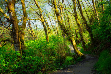 Unique Trees Fern Canyon, Prairie Creek Redwoods State Park in Humboldt County, California,