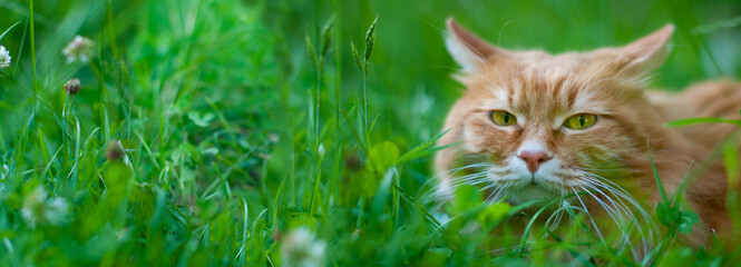Red cat sitting in a green grass - 443919038