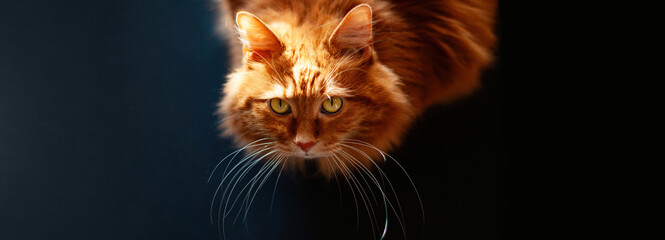 Banner beautiful red cat