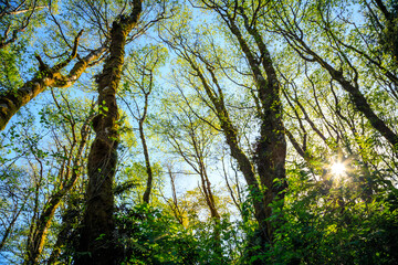 Unique Trees Fern Canyon, Prairie Creek Redwoods State Park in Humboldt County, California,
