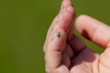 Turquoise Nettle Weevil - Phyllobius urticae on a female hand