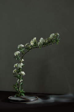 Alyssum flowers: Ikebana
