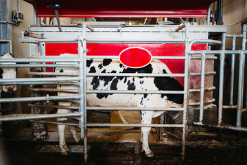 Automatic milking system for cows