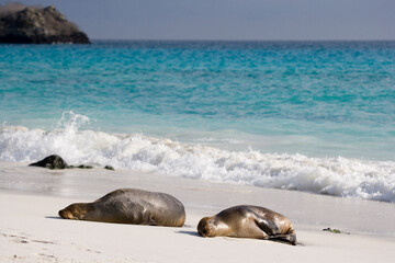 Galapagos Sea lions ( Zalophus wollebacki ) on a beach at Gardner Bay, Espanola Island, Galapagos, Ecuador