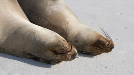 Fototapeta premium Galapagos Sea lions ( Zalophus wollebacki ) on a beach at Gardner Bay, Espanola Island, Galapagos. Ecuador