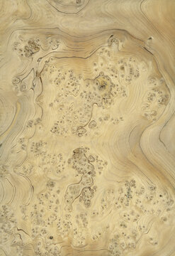 wood cross section Wood grain texture background