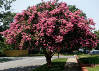 Fototapeta na wymiar Raspberry colored crepe myrtle tree in Virginia residential neighborhood. Crape or crepe myrtles are chiefly known for their colorful and long-lasting flowers which occur in summer.