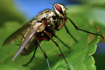 Baxter Stockman fly.