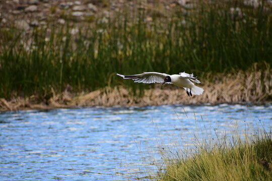 Seagull Landing in Valle Hermoso, Malarg&uuml;e, Mendoza, Argentina, South America, Cordillera de Los Andes