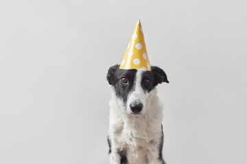 Black and white dog with yellow birthday cap