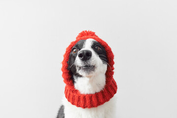 Cute dog in knitted red hat with pom pom