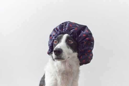 Black and white dog in shower cap