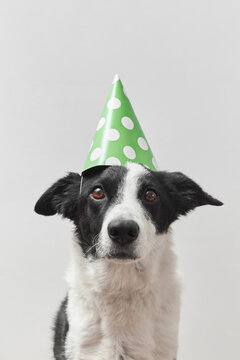 Black and white dog with green birthday cap