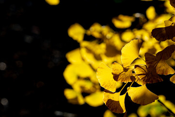 【秋イメージ】木々の黄葉