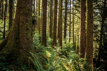 Forest at Fern Canyon, Prairie Creek Redwoods State Park in Humboldt County, California,