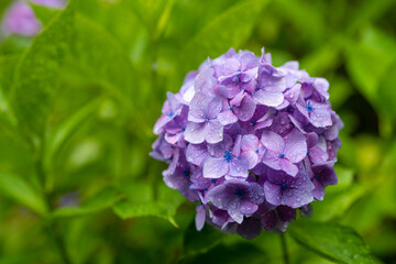 静岡下田のリゾートに咲くあじさい