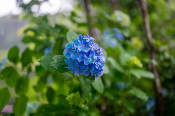 静岡県下田市のリゾートに咲くあじさい