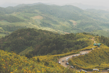 Bua Tong field Doi Mae U-kho Khun Yuam district Maehongson ,Thailand.