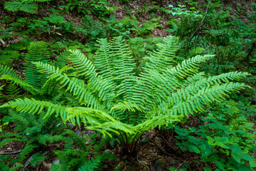 初夏の平標山の登山道