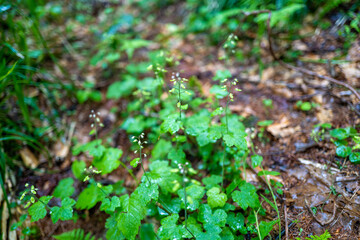 初夏の平標山の登山道