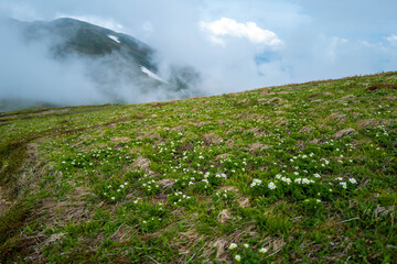 初夏の平標山の登山道