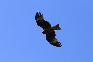eagle in flight