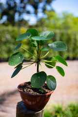 Pilea Peperomioides