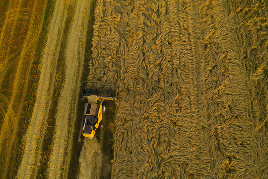 Harvesting hairy field