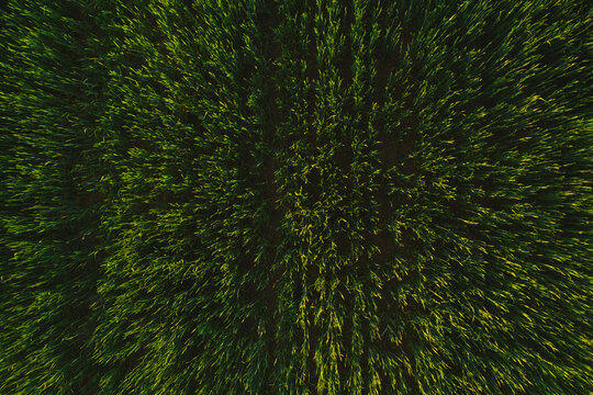 Grain grass directly from above
