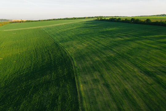 Aerial view of green field