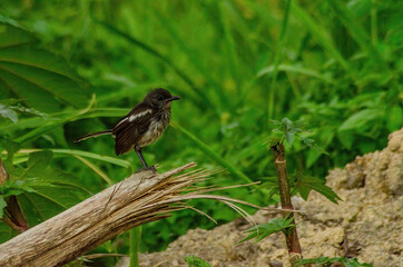 blackbird