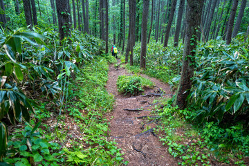 Obraz premium 初夏の平標山の登山道