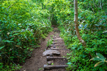 初夏の平標山の登山道