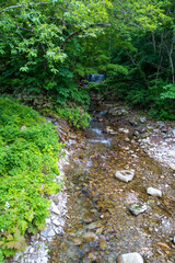 初夏の平標山の登山道