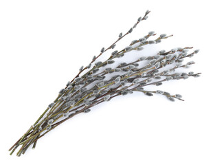Beautiful blooming pussy willow branches on white background, top view © New Africa
