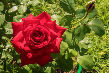 Blooming bud of hybrid tea red rose on a flower bed on a summer sunny day. 