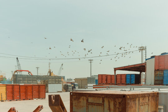 A flock of birds flocked to the port