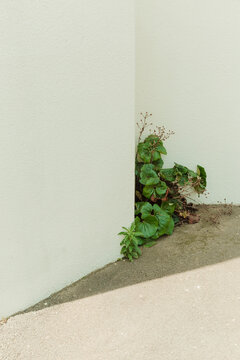 Plants grow in the corner of the wall