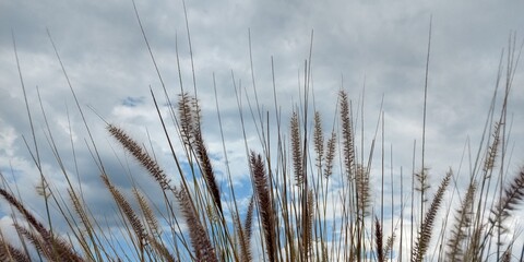 reeds in the water