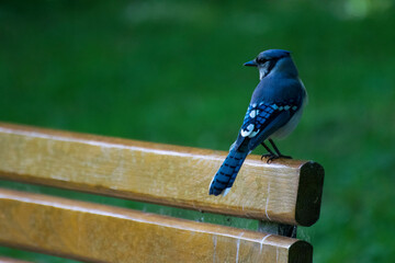 blue jay on bench
